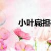 小葉扁擔桿（關于小葉扁擔桿簡介）