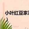 小葉紅豆家系43（關于小葉紅豆家系43簡介）