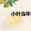 小葉當年枯（關于小葉當年枯簡介）