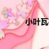 小葉瓦韋（關于小葉瓦韋簡介）
