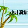 小葉滇紫草（關于小葉滇紫草簡介）
