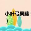 小葉弓果藤 變種（關于小葉弓果藤 變種簡介）