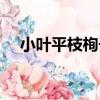 小葉平枝栒子（關于小葉平枝栒子簡介）