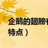 企鵝的翅膀有什么特點?（企鵝的翅膀有什么特點）