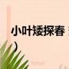 小葉矮探春 變種（關于小葉矮探春 變種簡介）