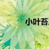 小葉苔屬（關于小葉苔屬簡介）