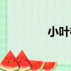 小葉楊（關于小葉楊簡介）
