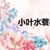 小葉水蓑衣（關于小葉水蓑衣簡介）