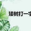 矮樹打一字謎底是什么（矮樹打一字）