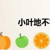 小葉地不容（關于小葉地不容簡介）