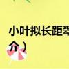 小葉擬長距翠雀花（關于小葉擬長距翠雀花簡介）