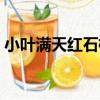 小葉滿天紅石榴（關于小葉滿天紅石榴簡介）