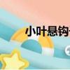 小葉懸鉤子（關于小葉懸鉤子簡介）