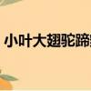 小葉大翅駝蹄瓣（關于小葉大翅駝蹄瓣簡介）