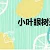 小葉眼樹蓮（關于小葉眼樹蓮簡介）