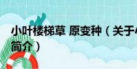 小葉樓梯草 原變種(關于小葉樓梯草 原變種簡介)