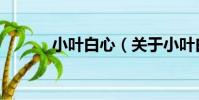 小葉白心(關于小葉白心簡介)
