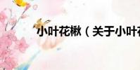 小葉花楸(關于小葉花楸簡介)