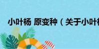 小葉楊 原變種(關于小葉楊 原變種簡介)