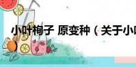 小葉栒子 原變種(關于小葉栒子 原變種簡介)