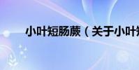 小葉短腸蕨(關于小葉短腸蕨簡介)