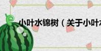小葉水錦樹(關于小葉水錦樹簡介)