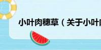 小葉肉穗草(關于小葉肉穗草簡介)