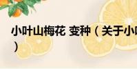 小葉山梅花 變種(關于小葉山梅花 變種簡介)