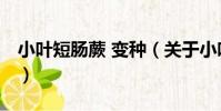 小葉短腸蕨 變種(關于小葉短腸蕨 變種簡介)