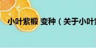 小葉紫椴 變種(關于小葉紫椴 變種簡介)