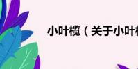 小葉欖(關于小葉欖簡介)