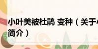 小葉美被杜鵑 變種(關于小葉美被杜鵑 變種簡介)