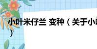小葉米仔蘭 變種(關于小葉米仔蘭 變種簡介)