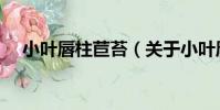 小葉唇柱苣苔(關于小葉唇柱苣苔簡介)