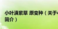 小葉滇紫草 原變種(關于小葉滇紫草 原變種簡介)