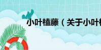 小葉榼藤(關于小葉榼藤簡介)