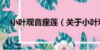 小葉觀音座蓮(關于小葉觀音座蓮簡介)