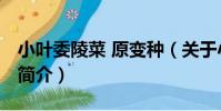 小葉委陵菜 原變種(關于小葉委陵菜 原變種簡介)