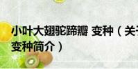 小葉大翅駝蹄瓣 變種(關于小葉大翅駝蹄瓣 變種簡介)