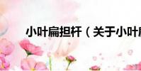 小葉扁擔桿(關于小葉扁擔桿簡介)
