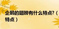 企鵝的翅膀有什么特點?(企鵝的翅膀有什么特點)