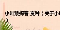 小葉矮探春 變種(關于小葉矮探春 變種簡介)
