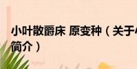 小葉散爵床 原變種(關于小葉散爵床 原變種簡介)