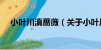 小葉川滇薔薇(關于小葉川滇薔薇簡介)