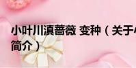 小葉川滇薔薇 變種(關于小葉川滇薔薇 變種簡介)