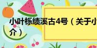 小葉櫟績溪古4號(關于小葉櫟績溪古4號簡介)