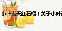 小葉滿天紅石榴(關于小葉滿天紅石榴簡介)