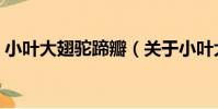 小葉大翅駝蹄瓣(關于小葉大翅駝蹄瓣簡介)