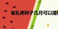 羊乳花種子幾月可以播種(羊乳花)