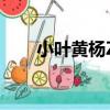 小葉黃楊ZJ（關于小葉黃楊ZJ簡介）